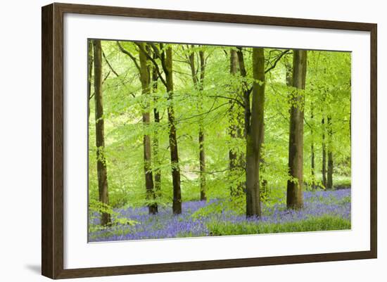 Common Bluebells (Hyacinthoides Non-Scripta) Flowering in a Beech Wood-Adam Burton-Framed Photographic Print