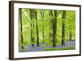 Common Bluebells (Hyacinthoides Non-Scripta) Flowering in a Beech Wood-Adam Burton-Framed Photographic Print