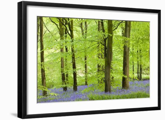 Common Bluebells (Hyacinthoides Non-Scripta) Flowering in a Beech Wood-Adam Burton-Framed Photographic Print