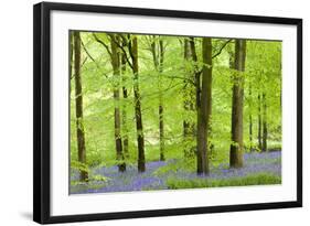 Common Bluebells (Hyacinthoides Non-Scripta) Flowering in a Beech Wood-Adam Burton-Framed Photographic Print