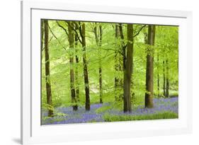 Common Bluebells (Hyacinthoides Non-Scripta) Flowering in a Beech Wood-Adam Burton-Framed Photographic Print