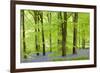 Common Bluebells (Hyacinthoides Non-Scripta) Flowering in a Beech Wood-Adam Burton-Framed Photographic Print