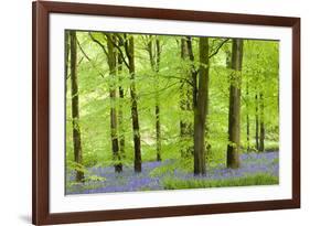 Common Bluebells (Hyacinthoides Non-Scripta) Flowering in a Beech Wood-Adam Burton-Framed Photographic Print