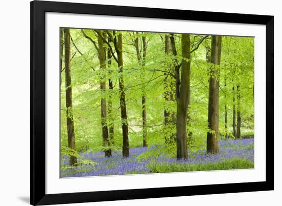 Common Bluebells (Hyacinthoides Non-Scripta) Flowering in a Beech Wood-Adam Burton-Framed Photographic Print