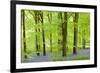 Common Bluebells (Hyacinthoides Non-Scripta) Flowering in a Beech Wood-Adam Burton-Framed Photographic Print