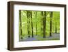 Common Bluebells (Hyacinthoides Non-Scripta) Flowering in a Beech Wood-Adam Burton-Framed Photographic Print