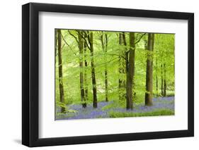 Common Bluebells (Hyacinthoides Non-Scripta) Flowering in a Beech Wood-Adam Burton-Framed Photographic Print