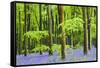 Common Bluebells (Hyacinthoides Non-Scripta) Flowering in West Woods in Springtime-Adam Burton-Framed Stretched Canvas