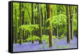 Common Bluebells (Hyacinthoides Non-Scripta) Flowering in West Woods in Springtime-Adam Burton-Framed Stretched Canvas