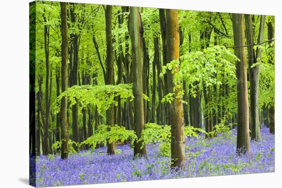 Common Bluebells (Hyacinthoides Non-Scripta) Flowering in West Woods in Springtime-Adam Burton-Stretched Canvas