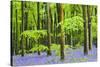 Common Bluebells (Hyacinthoides Non-Scripta) Flowering in West Woods in Springtime-Adam Burton-Stretched Canvas