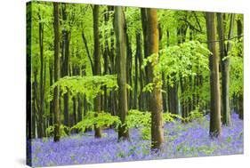Common Bluebells (Hyacinthoides Non-Scripta) Flowering in West Woods in Springtime-Adam Burton-Stretched Canvas