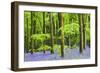 Common Bluebells (Hyacinthoides Non-Scripta) Flowering in West Woods in Springtime-Adam Burton-Framed Photographic Print