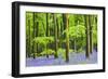 Common Bluebells (Hyacinthoides Non-Scripta) Flowering in West Woods in Springtime-Adam Burton-Framed Photographic Print