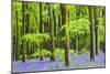 Common Bluebells (Hyacinthoides Non-Scripta) Flowering in West Woods in Springtime-Adam Burton-Mounted Photographic Print