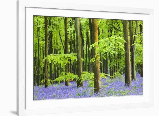 Common Bluebells (Hyacinthoides Non-Scripta) Flowering in West Woods in Springtime-Adam Burton-Framed Photographic Print