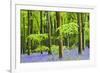 Common Bluebells (Hyacinthoides Non-Scripta) Flowering in West Woods in Springtime-Adam Burton-Framed Photographic Print