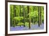 Common Bluebells (Hyacinthoides Non-Scripta) Flowering in West Woods in Springtime-Adam Burton-Framed Photographic Print