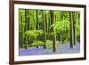 Common Bluebells (Hyacinthoides Non-Scripta) Flowering in West Woods in Springtime-Adam Burton-Framed Photographic Print