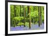 Common Bluebells (Hyacinthoides Non-Scripta) Flowering in West Woods in Springtime-Adam Burton-Framed Photographic Print