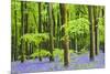 Common Bluebells (Hyacinthoides Non-Scripta) Flowering in West Woods in Springtime-Adam Burton-Mounted Photographic Print