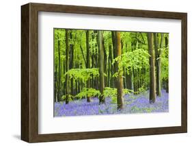 Common Bluebells (Hyacinthoides Non-Scripta) Flowering in West Woods in Springtime-Adam Burton-Framed Photographic Print