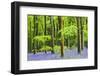 Common Bluebells (Hyacinthoides Non-Scripta) Flowering in West Woods in Springtime-Adam Burton-Framed Photographic Print