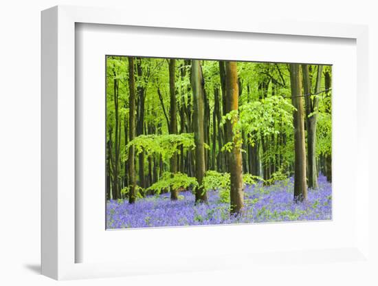 Common Bluebells (Hyacinthoides Non-Scripta) Flowering in West Woods in Springtime-Adam Burton-Framed Photographic Print