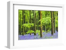 Common Bluebells (Hyacinthoides Non-Scripta) Flowering in West Woods in Springtime-Adam Burton-Framed Photographic Print