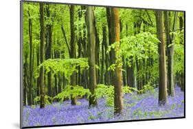 Common Bluebells (Hyacinthoides Non-Scripta) Flowering in West Woods in Springtime-Adam Burton-Mounted Photographic Print