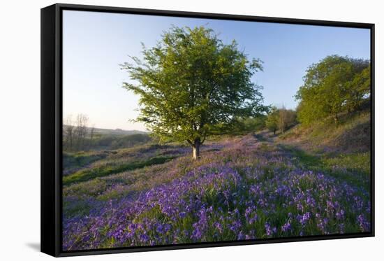 Common Bluebells-Bob Gibbons-Framed Stretched Canvas