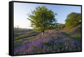 Common Bluebells-Bob Gibbons-Framed Stretched Canvas