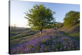 Common Bluebells-Bob Gibbons-Stretched Canvas