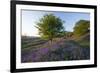 Common Bluebells-Bob Gibbons-Framed Photographic Print