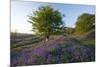 Common Bluebells-Bob Gibbons-Mounted Photographic Print