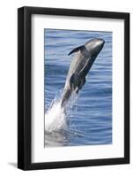 Common Bottlenose Dolphin (Tursiops Truncatus) Breaching with Two Suckerfish - Remora Attached-Mark Carwardine-Framed Photographic Print