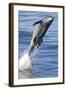 Common Bottlenose Dolphin (Tursiops Truncatus) Breaching with Two Suckerfish - Remora Attached-Mark Carwardine-Framed Photographic Print