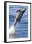 Common Bottlenose Dolphin (Tursiops Truncatus) Breaching with Two Suckerfish - Remora Attached-Mark Carwardine-Framed Photographic Print