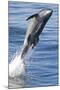 Common Bottlenose Dolphin (Tursiops Truncatus) Breaching with Two Suckerfish - Remora Attached-Mark Carwardine-Mounted Photographic Print