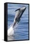 Common Bottlenose Dolphin (Tursiops Truncatus) Breaching with Two Suckerfish - Remora Attached-Mark Carwardine-Framed Stretched Canvas