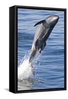 Common Bottlenose Dolphin (Tursiops Truncatus) Breaching with Two Suckerfish - Remora Attached-Mark Carwardine-Framed Stretched Canvas
