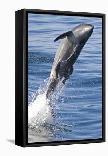 Common Bottlenose Dolphin (Tursiops Truncatus) Breaching with Two Suckerfish - Remora Attached-Mark Carwardine-Framed Stretched Canvas