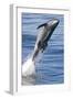 Common Bottlenose Dolphin (Tursiops Truncatus) Breaching with Two Suckerfish - Remora Attached-Mark Carwardine-Framed Photographic Print