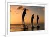 Common Bottlenose Dolphin (Tursiops truncatus) three adults, leaping, silhouetted at sunset, Roatan-Jurgen & Christine Sohns-Framed Photographic Print