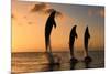 Common Bottlenose Dolphin (Tursiops truncatus) three adults, leaping, silhouetted at sunset, Roatan-Jurgen & Christine Sohns-Mounted Photographic Print