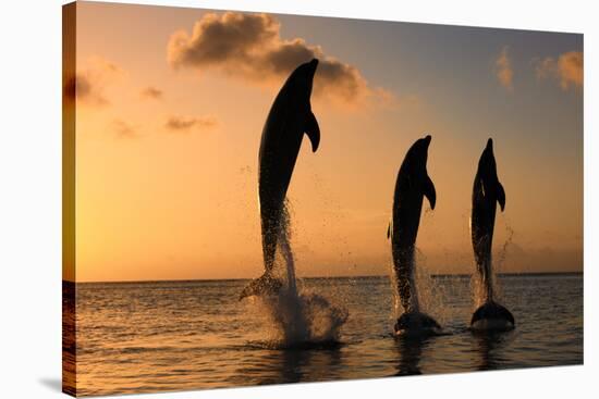 Common Bottlenose Dolphin (Tursiops truncatus) three adults, leaping, silhouetted at sunset, Roatan-Jurgen & Christine Sohns-Stretched Canvas