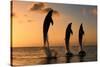 Common Bottlenose Dolphin (Tursiops truncatus) three adults, leaping, silhouetted at sunset, Roatan-Jurgen & Christine Sohns-Stretched Canvas