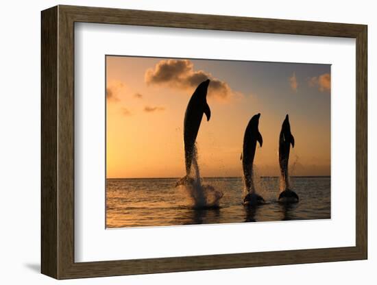 Common Bottlenose Dolphin (Tursiops truncatus) three adults, leaping, silhouetted at sunset, Roatan-Jurgen & Christine Sohns-Framed Photographic Print