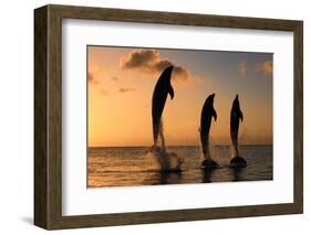 Common Bottlenose Dolphin (Tursiops truncatus) three adults, leaping, silhouetted at sunset, Roatan-Jurgen & Christine Sohns-Framed Photographic Print
