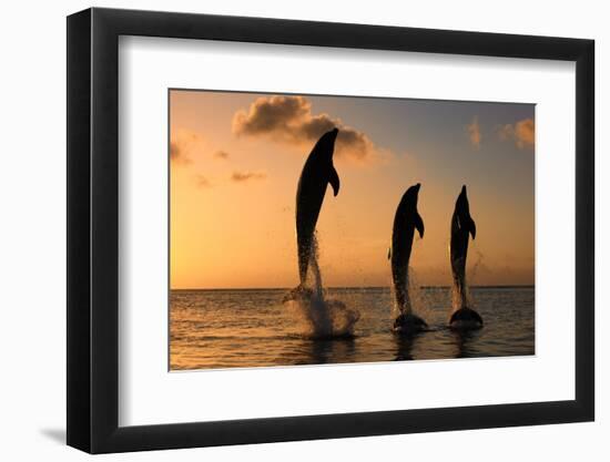 Common Bottlenose Dolphin (Tursiops truncatus) three adults, leaping, silhouetted at sunset, Roatan-Jurgen & Christine Sohns-Framed Photographic Print